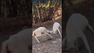 ​