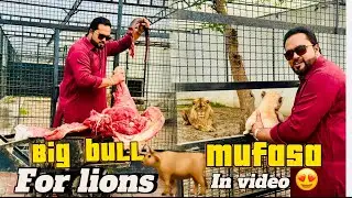 Beef meat 🥩 Mufasa jisko nazar aye coment karay 😍(mian saqib)