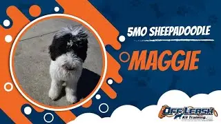 Maggie |  5 month Sheepadoodle | 2 week OFFLEASH Transformation!