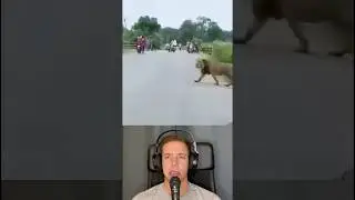 Strong Lion Crossing The Street in Natural Reserve in India - Via lion.india