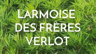 L'armoise des fr&egrave;res Verlot