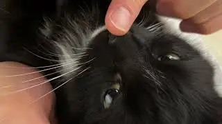 Mrrrp cat and jealous cat.　ウニに嫉妬して、八つ当たりでパパを噛むナミ