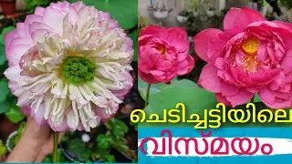 താമര ചെടിച്ചട്ടികളിലും വളർത്താം .കുഞ്ഞു മുറ്റം ഉള്ളവർക്കും താമരകൾ വളർത്താം .