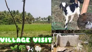 🐄🐏🌱🌴 கிராமம் | Village Visit | Kiramam | Gramam | Trip to Village | Amirtham Channel