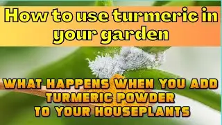 How to use turmeric in your garden? What happens when you add turmeric powder to your houseplants
