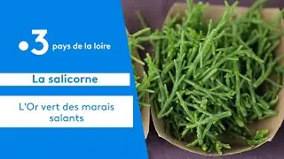 Gastronomie : la salicorne, cet aliment méconnu de nos marais salants