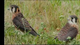 American Kestral slide show