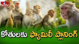 ఆదిలాబాద్ జిల్లాలో కోతుల బీభత్సం | Monkey Family Planning in Adilabad District | hmtv