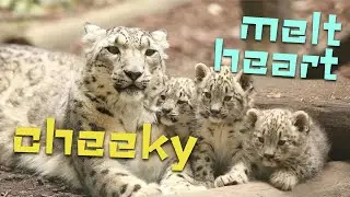 Why snow leopards bite their tails? Why Have They Become Endangered?
