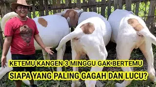CARLO KETEMU KANGEN SAMA SAUDARA-SAUDARANYA DAN AYAHNYA DI KANDANG ANJING MILIK PAK ADE GURU