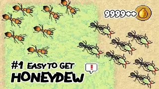 Easy Trick Pocket Ants to Get HoneyDew from Aphid Farm
