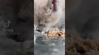 Kittens Food❤(Links in Description) #kittensfirstmeal #babycatfood #cutebabycat #kittensfood #short