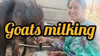 Goats milk making by hands 🥰