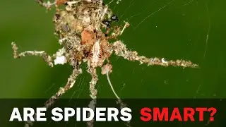 Пауки строят огромные приманки, демонстрируя высокий интеллект