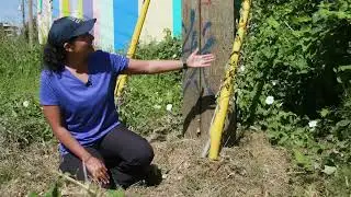How to: ID and Manage Field bindweed