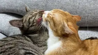 【兄弟猫】オス同士では珍しい？！アログルーミング！