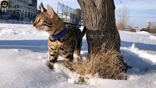 Bengal Cat Walking on a Leash in the Snow