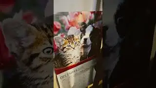 Собаки и кошки живут вместе. Мир сошёл с ума.