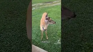 Pet deer #feathersandfins #localpet #petdeer #deer #deerhunting #hunting #deerseason