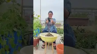 How to grow healthy snake plant #gardening