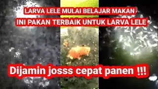 Usia berapa hari larva ikan lele mulai kasih pakan PERDANA