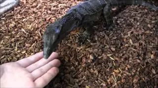 Medium Black Roughneck Monitor