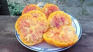 Bi Color Marvel Striped Heirloom Tomato Large, Sweet Fruit!