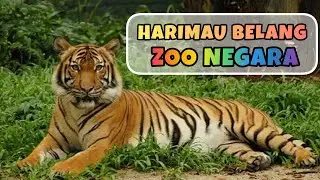 Harimau Belang Zoo Negara