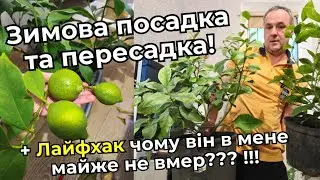 Секрет зимового цвітіння лимона. Зробіть це, і він зацвіте!