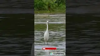 Chinese egret or Swinhoe's egret (Egretta eulophotes) 65&ndash;68 cm