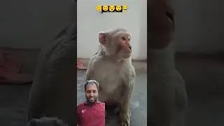Monkey Study #comedy #funny #monkey