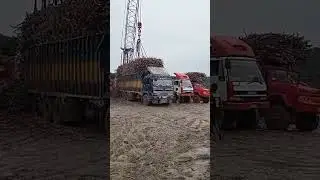 sugar cane truck Hauler #haulersugarcane #taganegrostaya#mortex