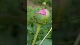 Do peonies need ants to bloom?