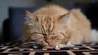 LIVE 🐾 Relaxing Night Music for Cats 🌙 | Season 1