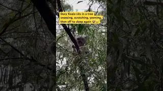 Dozy Koala sits in a tree fork &ndash; snoozing, scratching, yawning &ndash; then off to sleep again 🐨