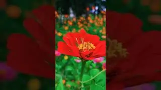 红红浅黄百日菊