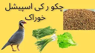 Chakor ke Khurak/ Chakor or Chakor ka bachoo ko khurak ma kia dana