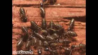 X-Terminator Termite Control Phoenix AZ 85032