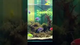 Aquarium #cute #aquarius #shorts