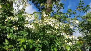 Bienenmagnet