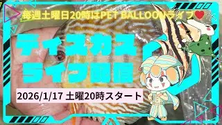 ディスカスコーナーライブ配信、ペットバルーン (Pet Balloon) | アクアリウム 熱帯魚