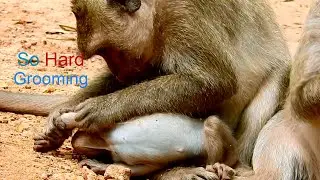 So Hard Work,Monkey Dee Dee Grooming On Baby Delena Very Seriously, Baby Feel Hurt & Pressure