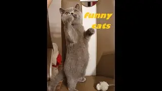 BKH Katzen -(Funny cats) - Babykatzen Spiel und Spa&szlig; / BSH cats and babycats, Britisch Kurzhaar