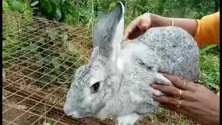 HOW TO IDENTIFY RABBITS FROM UPTO 6 MONTHS OLD PART 3