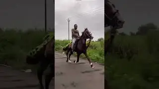 #horse #classicaldressage #dressagehorse #equestrianelegance #musicgenre #hiphopmusicvideos
