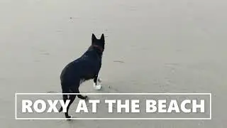 Roxy at the beach
