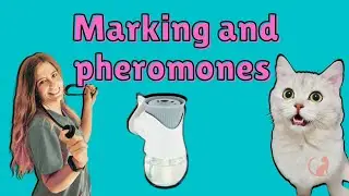 Cat spraying, scratching... and role of pheromones, tips and solutions!