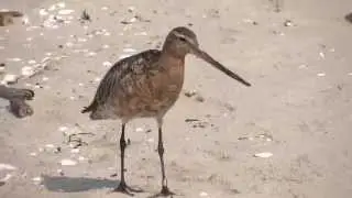Szlamnik - zaobrączkowany - Bar-tailed godwit (Limosa lapponica)
