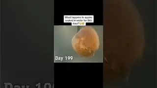 WTF😳🤯 #youtubeshorts #shorts #shortvideo #fypシ #apple #365 #vairal #tiktok #science #subscribe