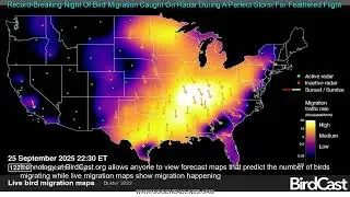Record-Breaking Night Of Bird Migration Caught On Radar During A Perfect Storm For Feather